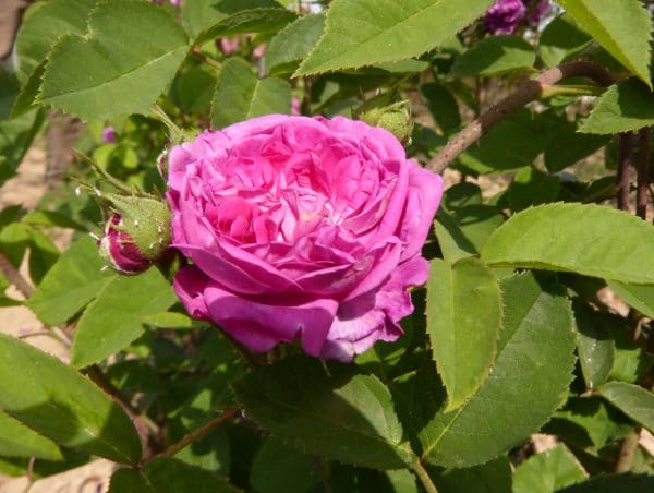 REINE DES VIOLETTES
