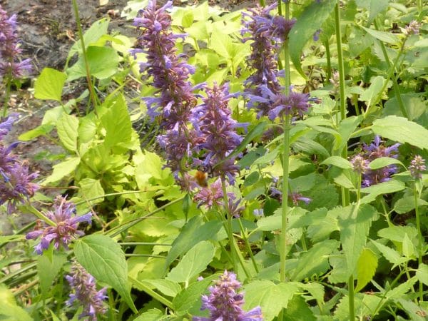 AGASTACHE Blue Boa