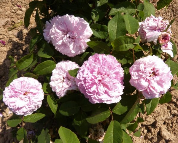 JACQUES CARTIER