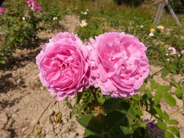 MADAME ALFRED CARRIERE