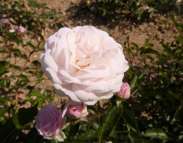 PINK PROSPERITY